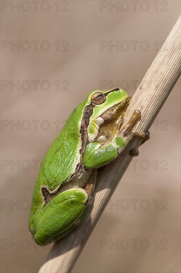 European Tree Frog (Hyla arborea) on a reed