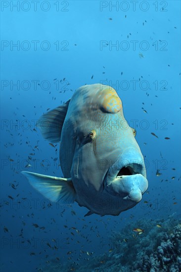 Humphead wrasse (Cheilinus undulatus) over coral reef