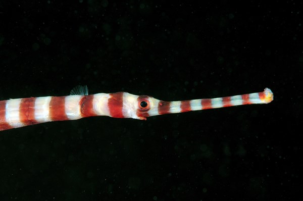 Banded Pipefish or Ringed Pipefish (Dunckerocampus dactyliophorus)