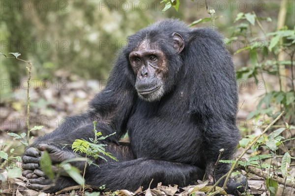 Eastern Chimpanzee (Pan troglodytes schweinfurthii)