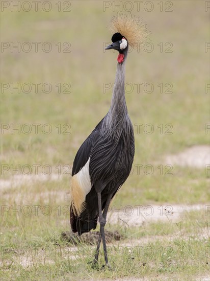 Black Crowned Crane (Balearica pavonina)