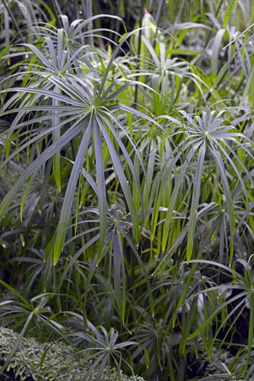 Umbrella Papyrus (Cyperus alternifolius)