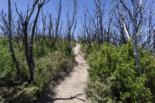 Walking path to Garajonay between charred tree trunks
