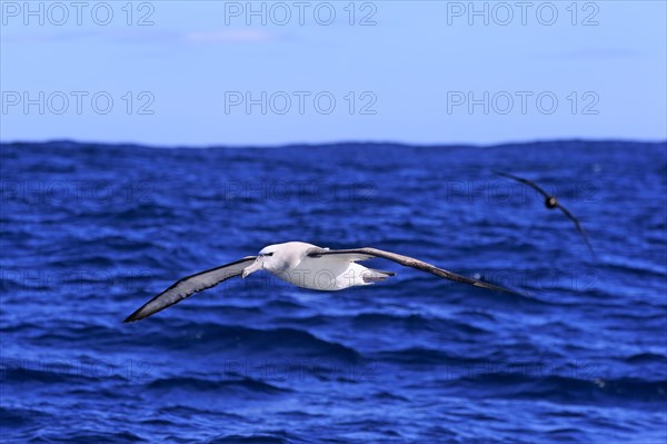 Shy albatross (Thalassarche cauta)