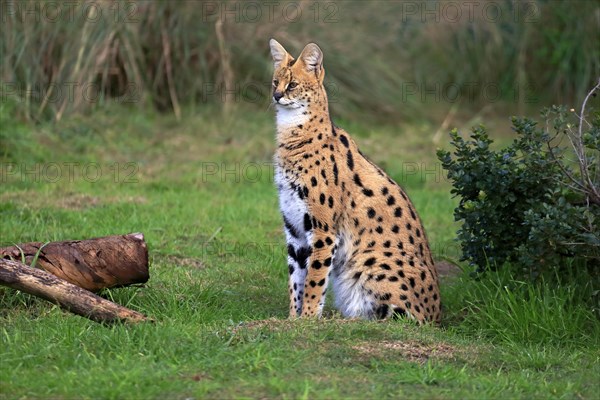 Serval (Leptailurus serval)