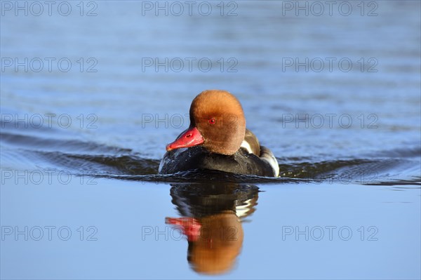 Pochard (Netta Rufina)