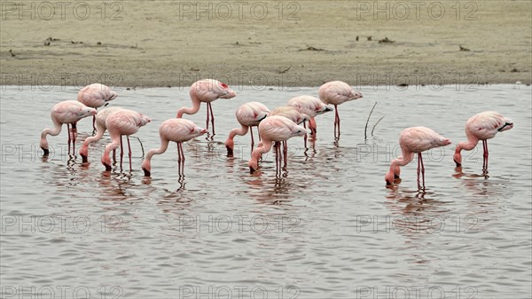 Lesser Flamingos (Phoenicopterus minor)