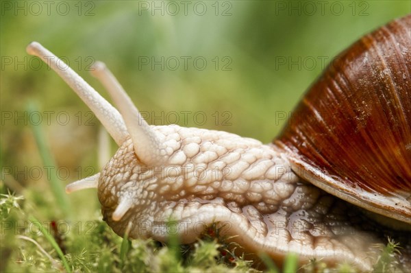 Burgundy Snail (Helix pomatia)