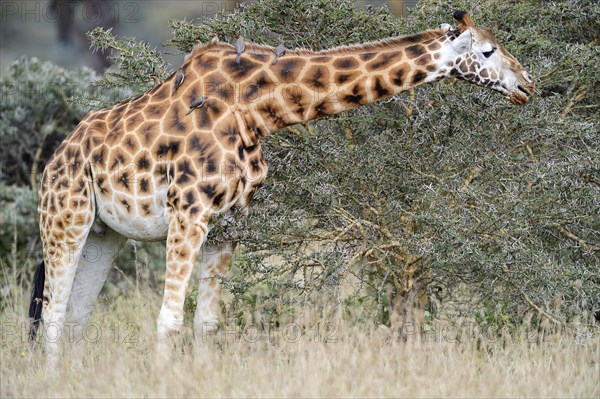 Rothschild's Giraffe (Giraffa camelopardalis rothschildi)