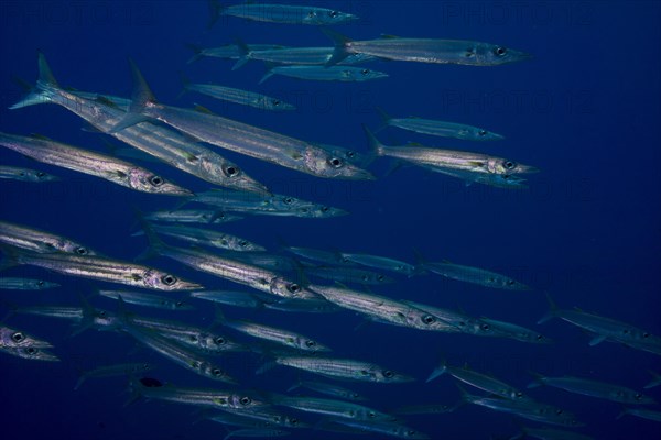 School of Sharpfin Barracuda (Sphyraena helleri)