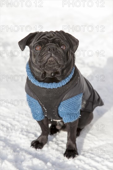 Black Pug in a sweater in the snow