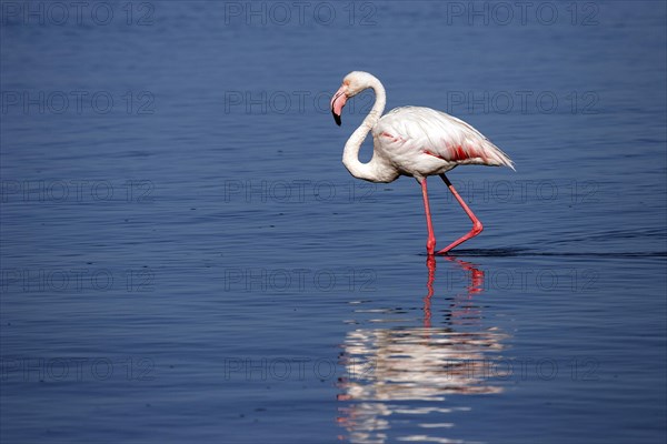 Greater Flamingo (Phoenicopterus roseus)