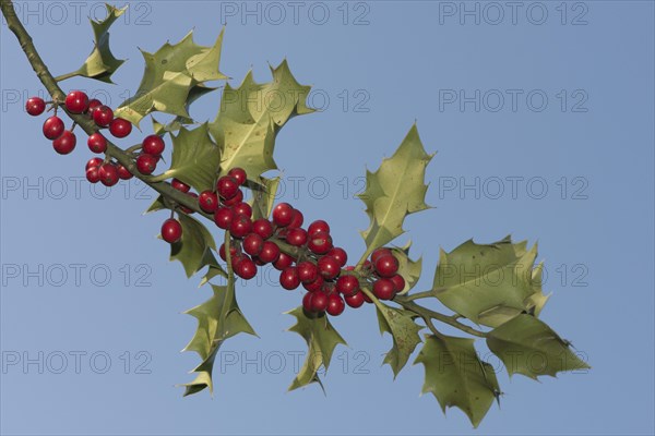 Holly (Ilex aquifolium) with berries