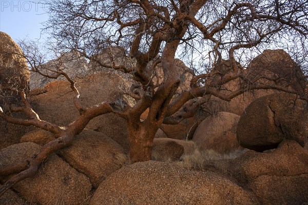 Blue-leaved corkwood (Commiphora glaucescens)