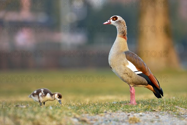 Egyptian goose (Alopochen aegyptiacus) with chicks