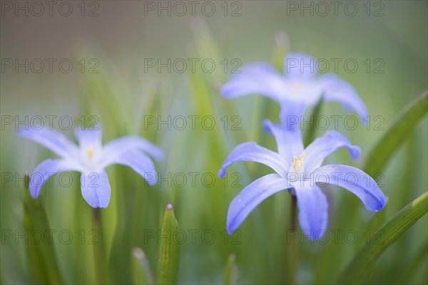 Lucile's Glory-of-the-snow (Chionodoxa gigantea)