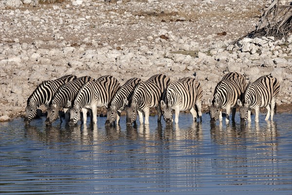 Burchell's Zebras (Equus burchellii) drinking at the Okaukuejo waterhole