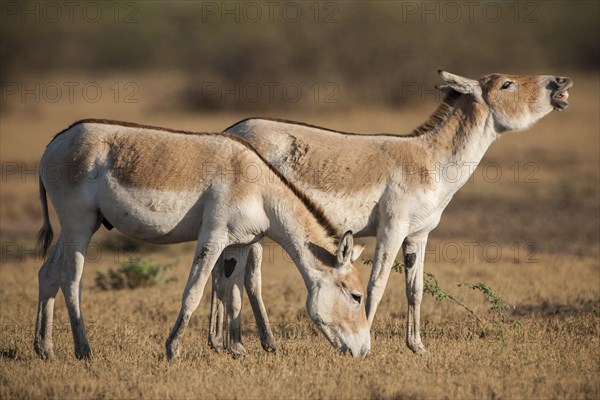 Onager or Asiatic wild ass (Equus hemionus)