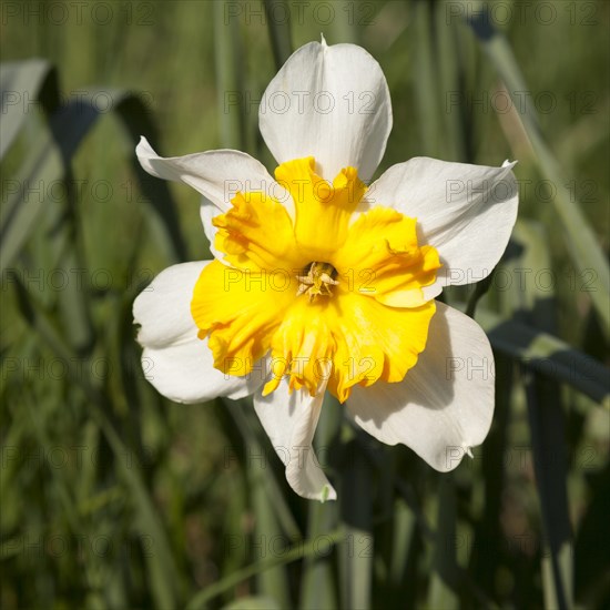 Yellow-white Daffodil (Narcissus)