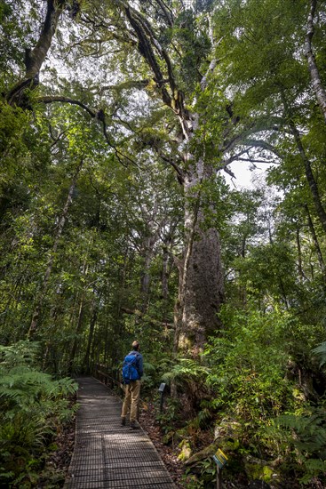 Young man on hiking trail in Agathis australis forest next to (Agathis australis)