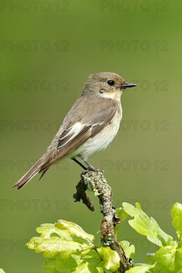 European Pied Flycatcher (Ficedula hypoleuca)