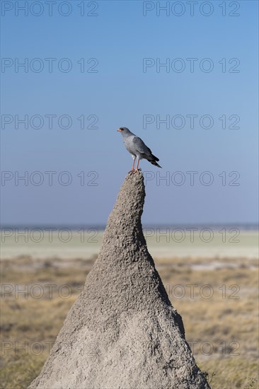 Dark Chanting Goshawk (Melierax metabates) on termite mound