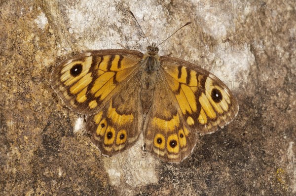 Wall Brown (Lasiommata megera)