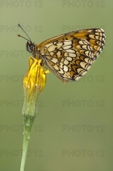 Heath Fritillary (Mellicta athalia)