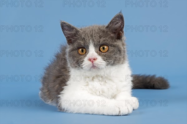 Breed Selkirk Rex Kitten