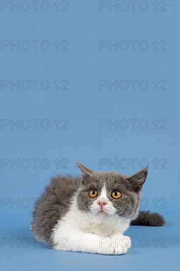 Selkirk Rex kitten