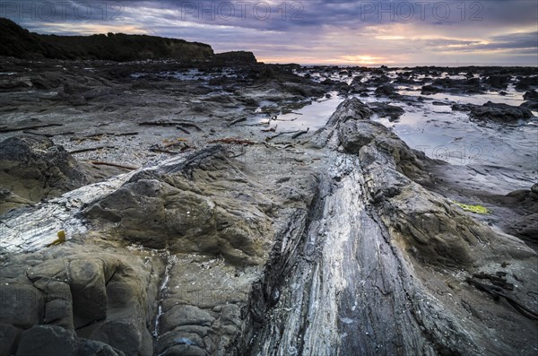 Petrified tree trunk