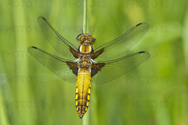 Broad-bodied Chaser or (Libellula depressa)