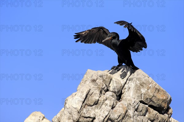 Cape Cormorant or Cape Shag (Phalacrocorax capensis)