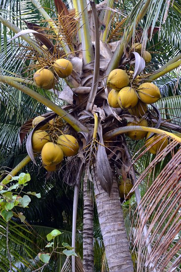 Coconuts on a Coconut Palm (Cocos nucifera)