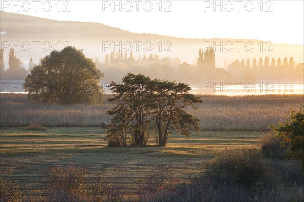 Evening light in autumn at Wollmatinger Ried on Lake Constance between the island of Reichenau and Konstanz