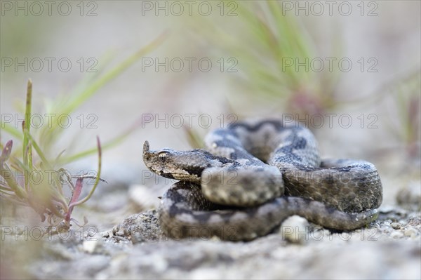 Horned Viper (Vipera ammodytes)