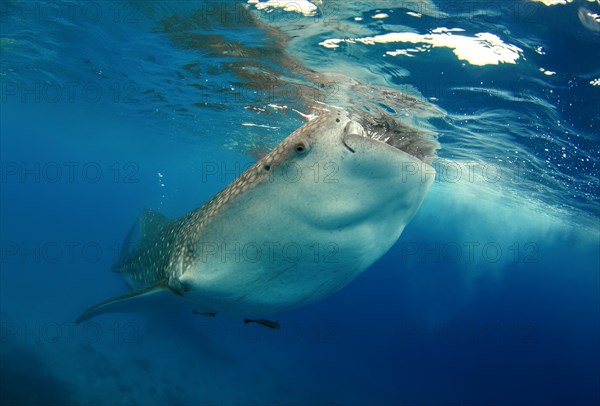 Whale Shark (Rhincodon typus)