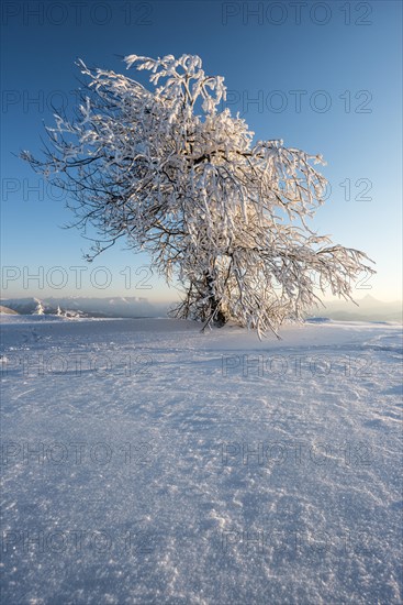 Snowy tree in the evening light