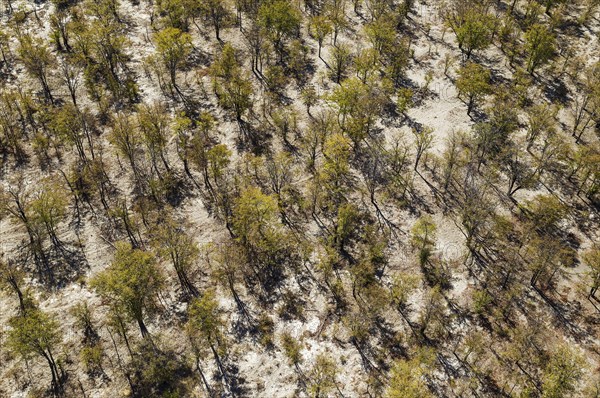 Mopane trees (Colophospermum mopane)