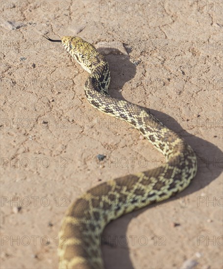 Pacific Gopher Snake (Pituophis catenifer catenifer)