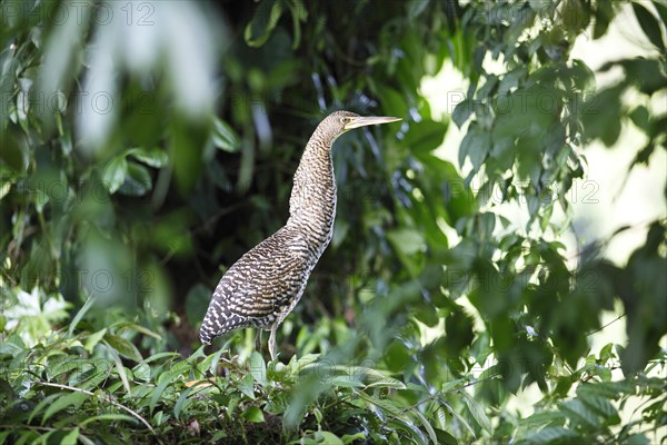 Tiger Heron (Tigrisoma sp.)