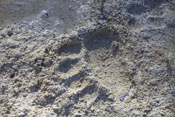 Bear track