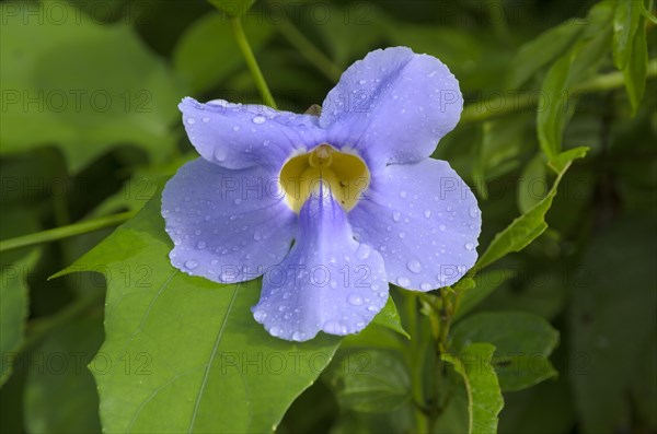 Bengal Trumpet (Thunbergia grandiflora)