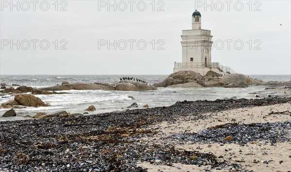 Lighthouse and cormorant colony at Shelley Point