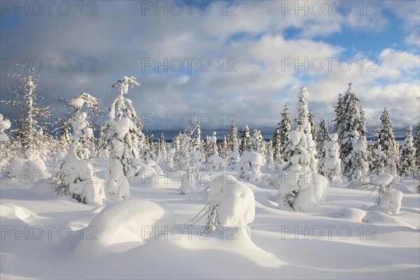 Snow-covered spruces