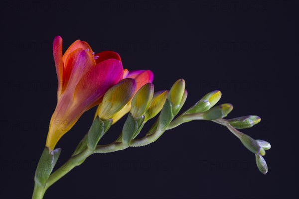 Red Freesia (Freesia)