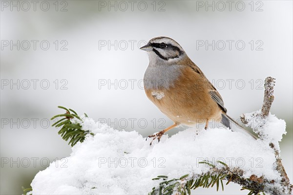 Rock Bunting (Emberiza cia)