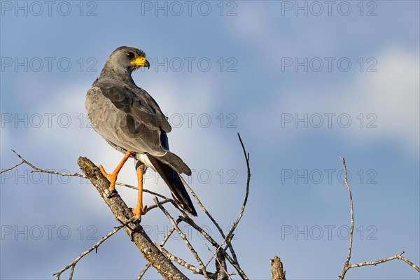 Eastern Chanting Goshawk (Melierax poliopterus)