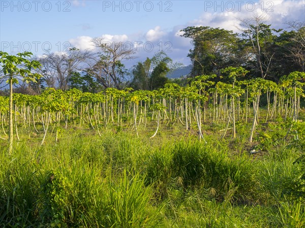 Papaya (Carica papaya) plantation