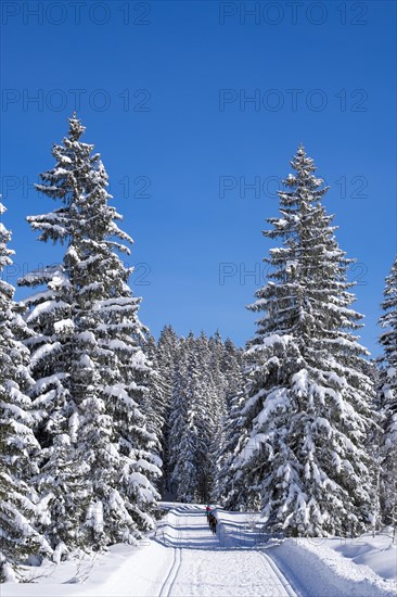 Winter hiking and cross-country ski trail near the Winklmoosalm